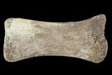 Bargain, Hadrosaur Finger Bone - Alberta (Disposition #-) #95144-1